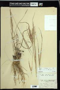 Andropogon gyrans image