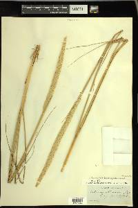 Ammophila breviligulata image