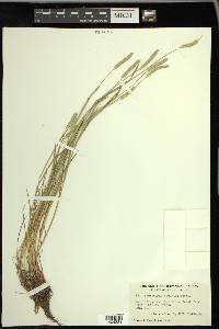 Alopecurus aequalis image