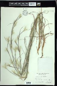 Andropogon ternarius image