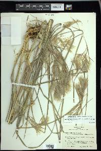 Andropogon glomeratus image