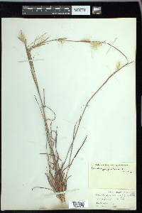 Andropogon ternarius image