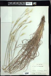 Andropogon ternarius image