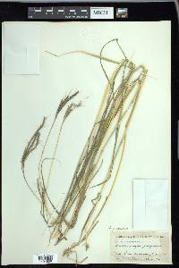 Andropogon mannii image