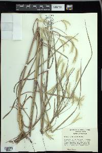 Andropogon ternarius image