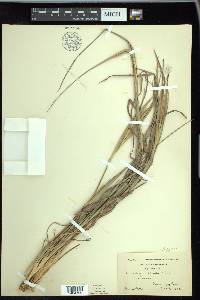 Andropogon gyrans image