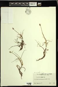 Alopecurus magellanicus image