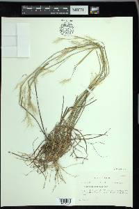 Andropogon gyrans image