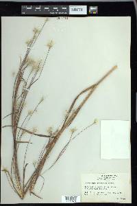 Andropogon ternarius image