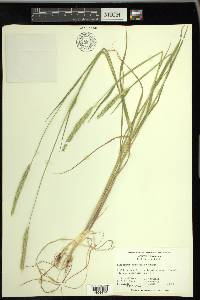 Alopecurus magellanicus image