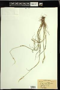 Alopecurus aequalis image