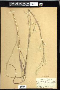 Andropogon ternarius image