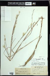 Andropogon ternarius image