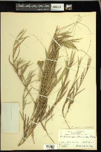 Amphicarpum muhlenbergianum image