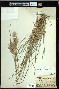 Andropogon glomeratus image