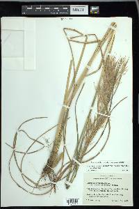 Andropogon glomeratus image