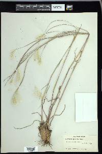 Andropogon ternarius image