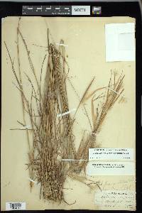 Andropogon gyrans var. gyrans image