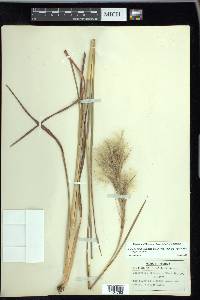 Andropogon glomeratus var. pumilus image