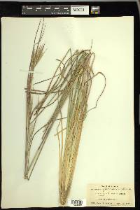 Andropogon floridanus image