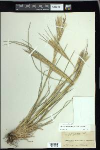 Andropogon glomeratus var. glomeratus image