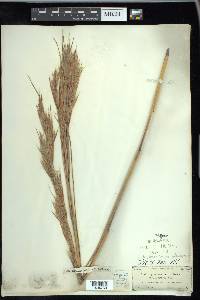 Andropogon glomeratus var. glaucopsis image