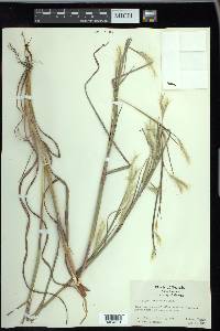 Andropogon ternarius image