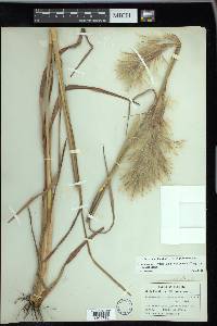 Andropogon glomeratus image