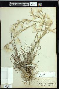 Andropogon longiberbis image