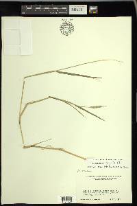 Alopecurus aequalis image