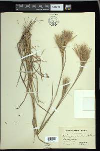 Andropogon glomeratus image