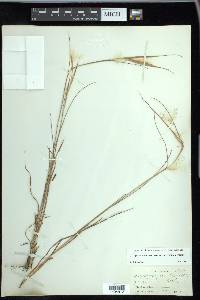 Andropogon gyrans var. gyrans image