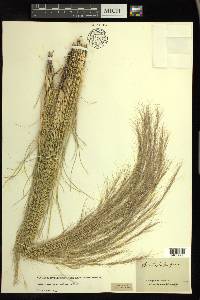 Aristida purpurea var. nealleyi image