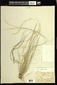 Aristida purpurea var. nealleyi image