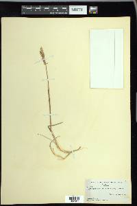 Arctagrostis latifolia image