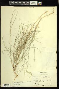 Aristida purpurea var. purpurea image