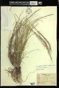 Aristida purpurea var. nealleyi image