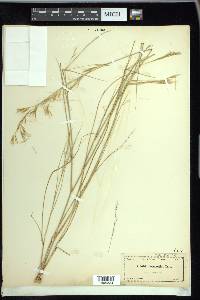 Aristida desmantha image