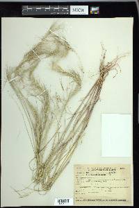 Aristida adscensionis image