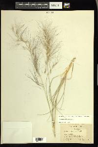 Aristida purpurea var. purpurea image