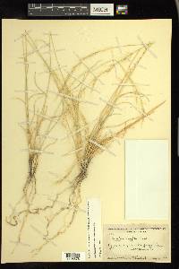 Aristida purpurea var. nealleyi image