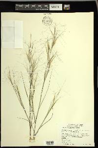 Aristida oligantha image