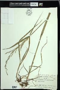 Arctagrostis latifolia subsp. arundinacea image