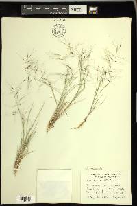 Aristida havardii image