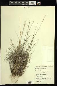 Aristida purpurea var. nealleyi image