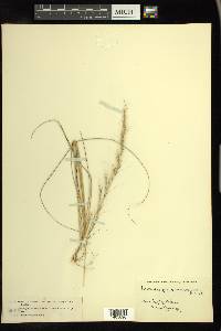 Aristida purpurascens image