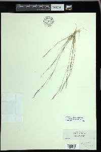 Aristida dichotoma image