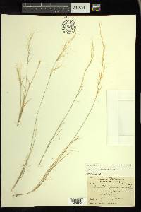 Aristida purpurea var. nealleyi image