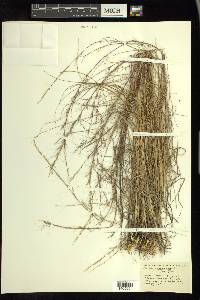 Aristida purpurascens image