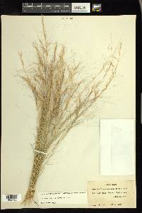 Aristida purpurea var. longiseta image